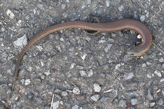 Cyclodomorphus michaeli