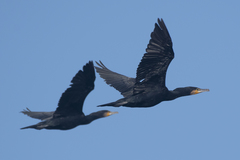 Phalacrocorax carbo