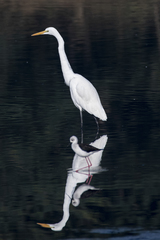 Ardea alba