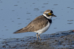 Charadrius dubius