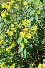 Euphorbia paniculata