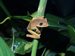 Bokermannohyla hylax