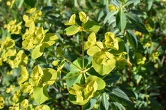 Euphorbia paniculata
