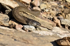 Macroprotodon brevis ibericus