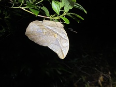 Eryphanis automedon amphimedon