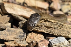 Macroprotodon brevis ibericus