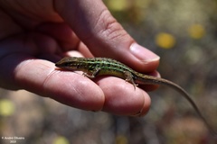 Psammodromus occidentalis