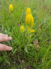 Castilleja levisecta