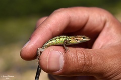 Psammodromus occidentalis