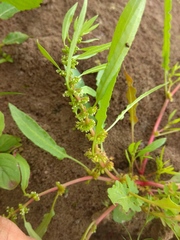 Rumex ucranicus