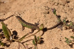 Psammodromus occidentalis