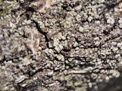 Protoparmelia hypotremella
