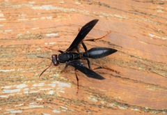 Polistes satan