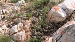 Haworthiopsis fasciata