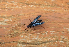 Polistes satan