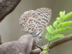 Leptotes lamasi