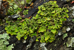 Crocodia