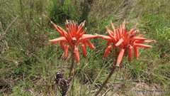 Aloe micracantha