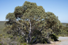 Eucalyptus drummondii
