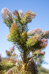 Adenanthos