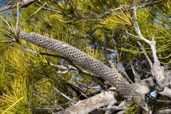 Banksia tricuspis