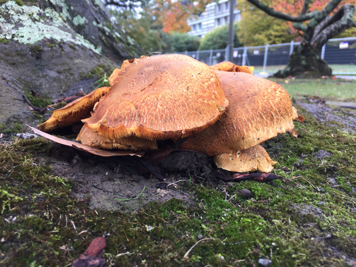 Gymnopilus junonius image