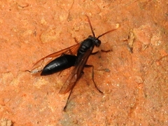 Agelaia