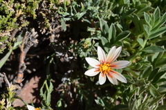 Mutisia sinuata
