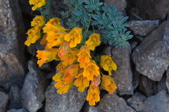 Tropaeolum polyphyllum