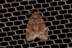 Scaphidriotis xylogramma