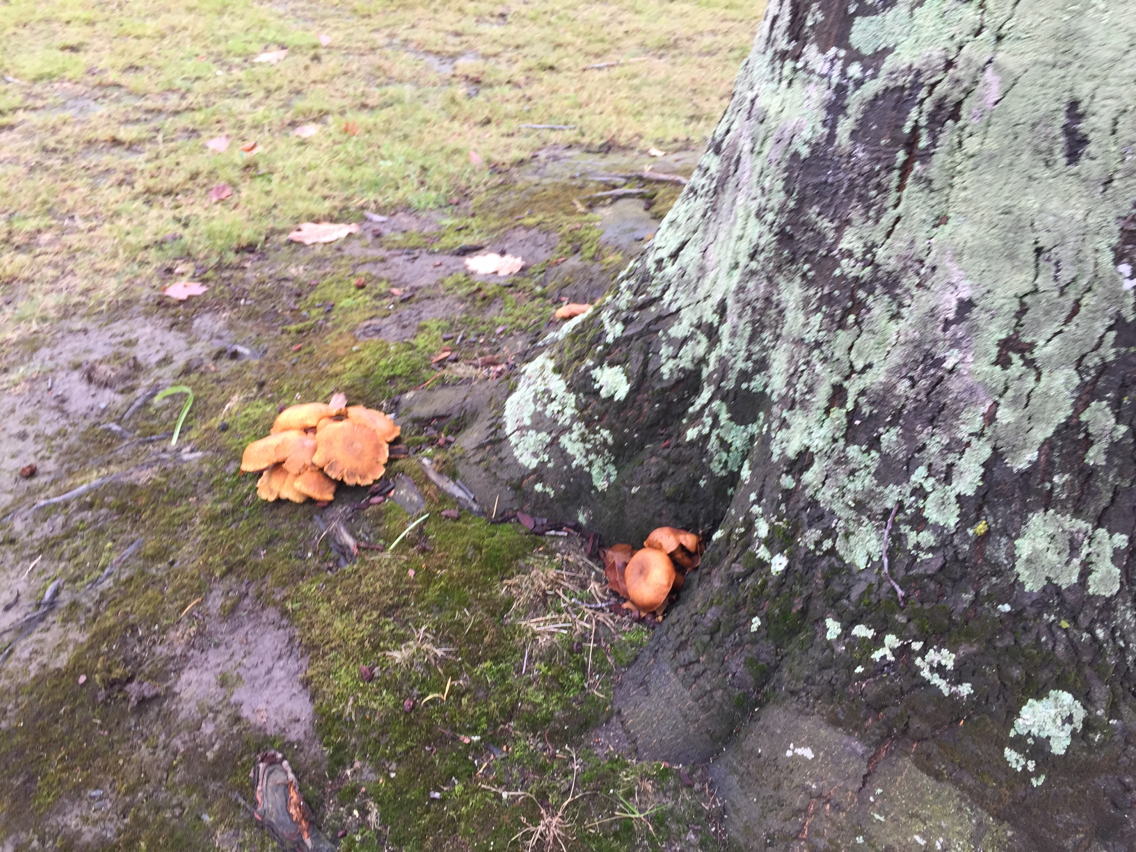 Gymnopilus junonius image