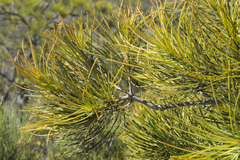 Banksia tricuspis