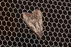 Nola pleurochorda