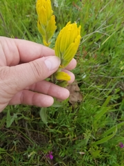 Castilleja levisecta