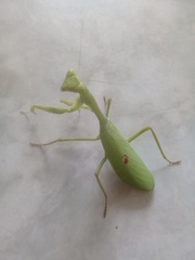 Stagmatoptera femoralis
