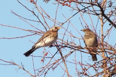 Turdus pilaris