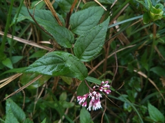 Eupatorium shimadae
