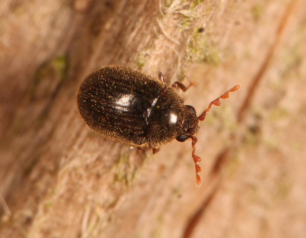 Dorcatoma minor
