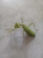 Stagmatoptera femoralis
