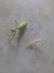 Stagmatoptera femoralis