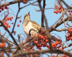Turdus pilaris