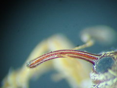 Lignyodes bischoffi