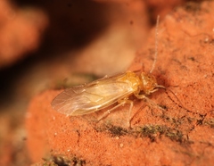 Valenzuela burmeisteri