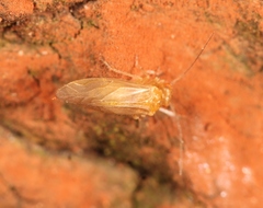 Valenzuela burmeisteri