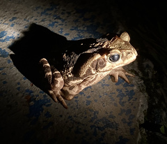 Rhinella diptycha