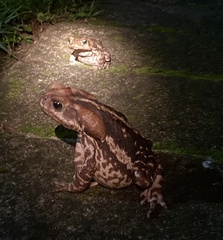 Rhinella diptycha