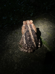 Rhinella diptycha