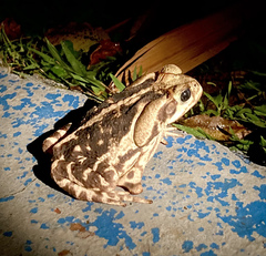 Rhinella diptycha