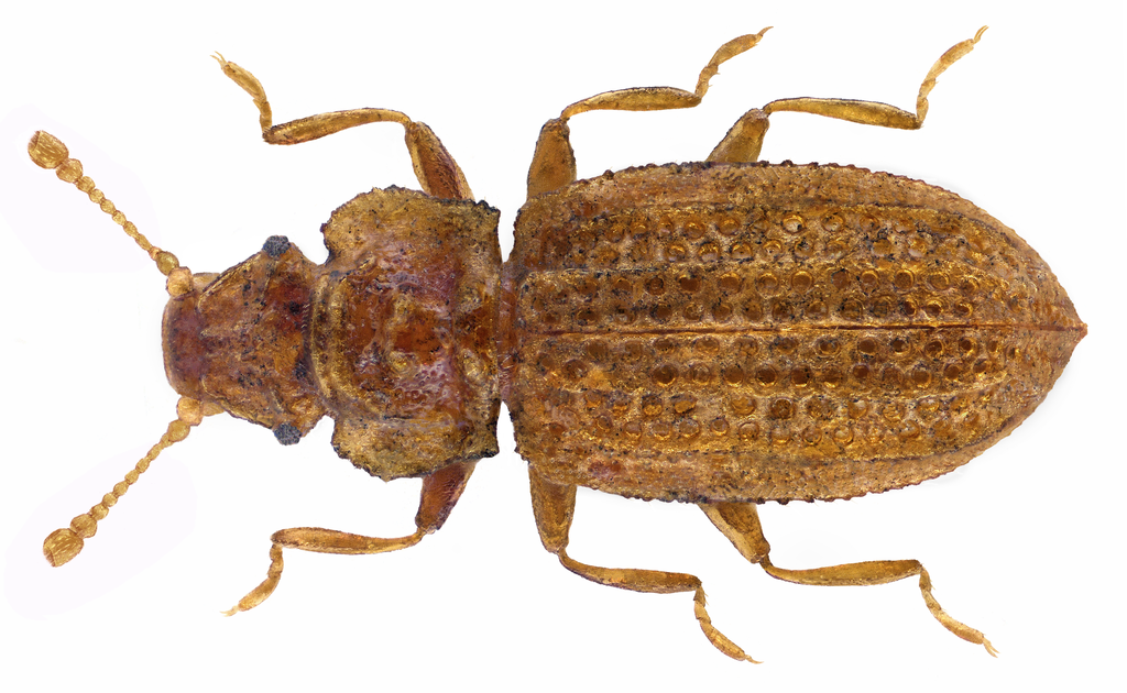 Lithostygnus serripennis