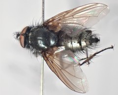 Macquartia dispar